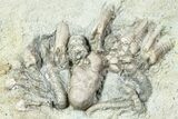 Fossil Crinoid (Agaricocrinus) With Starfish - Crawfordsville #231935-2